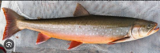 Salvelinus alpinus