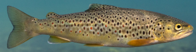 Salmo trutta