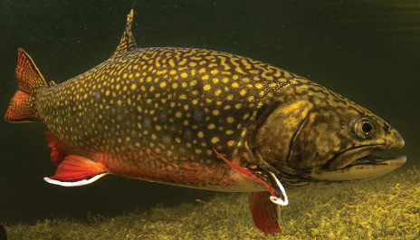 Oncorhynchus mykiss