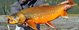 Oncorhynchus mykiss
