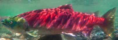 Oncorhynchus mykiss