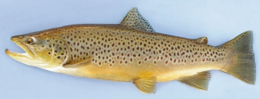 Oncorhynchus mykiss