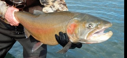 Oncorhynchus mykiss