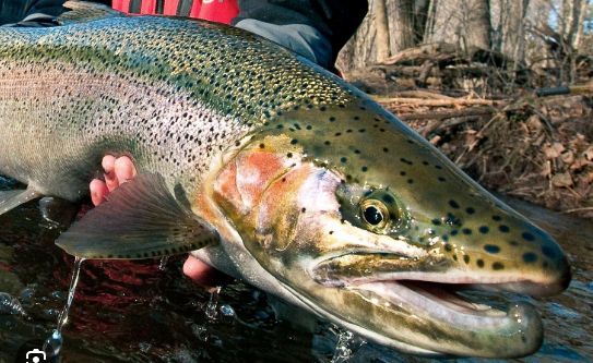 Oncorhynchus mykiss