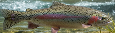 Oncorhynchus mykiss