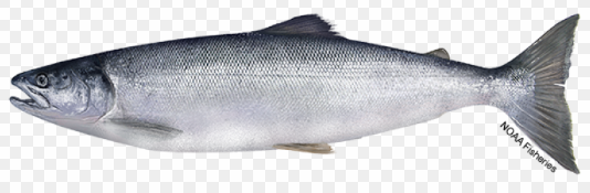 Oncorhynchus nerka
